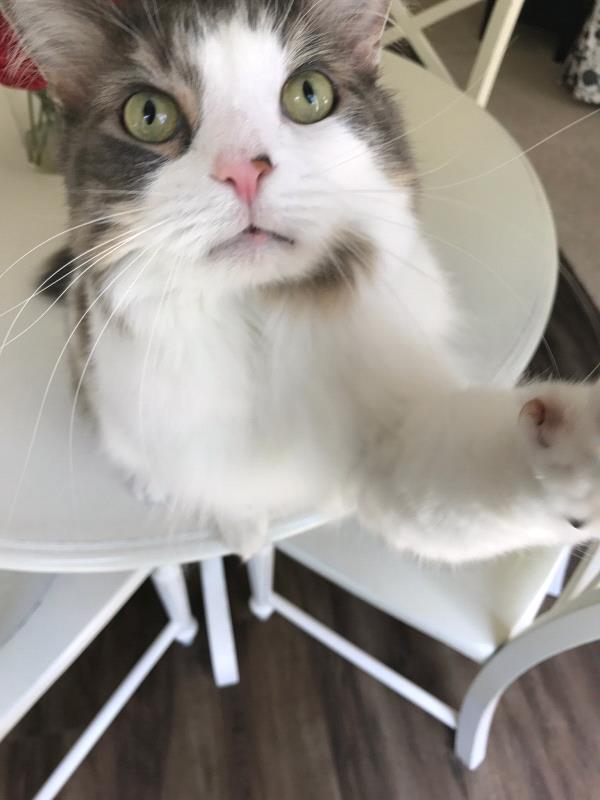 /Images/uploads/Cat Welfare Association/catwelfare2019calendarcontest/entries/6889thumb.jpg